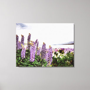 Purple Lupins Flowers : New Zealand Canvas Print