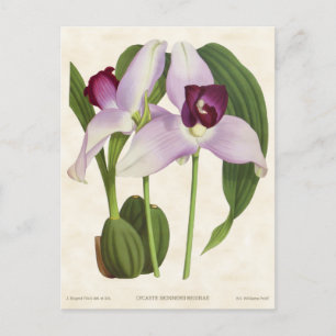 Purple Lycaste Orchid Vintage Botanical Postcard