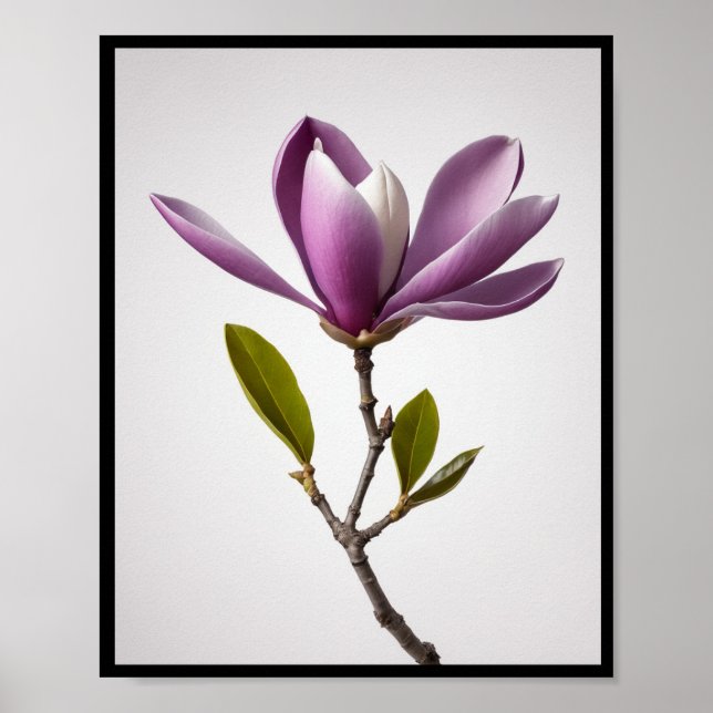 Purple magnolia flower, Magnolia felix Wall Poster (Front)