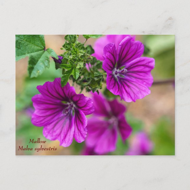 Purple Mallow Floral Postcard (Front)