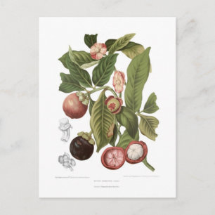 Purple Mangosteen Postcard