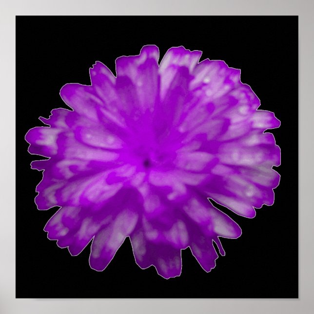 Purple Marigold Poster (Front)