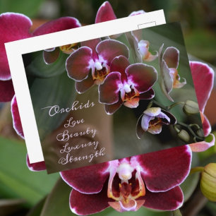 Purple Maroon Orchid Flowers Photographic Floral Postcard