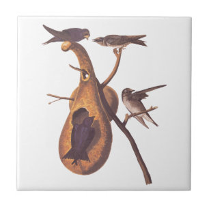 Purple Martin Audubon Bird Family and Gourd Home Ceramic Tile