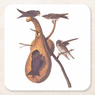 Purple Martin Audubon Bird Family and Gourd Home Square Paper Coaster