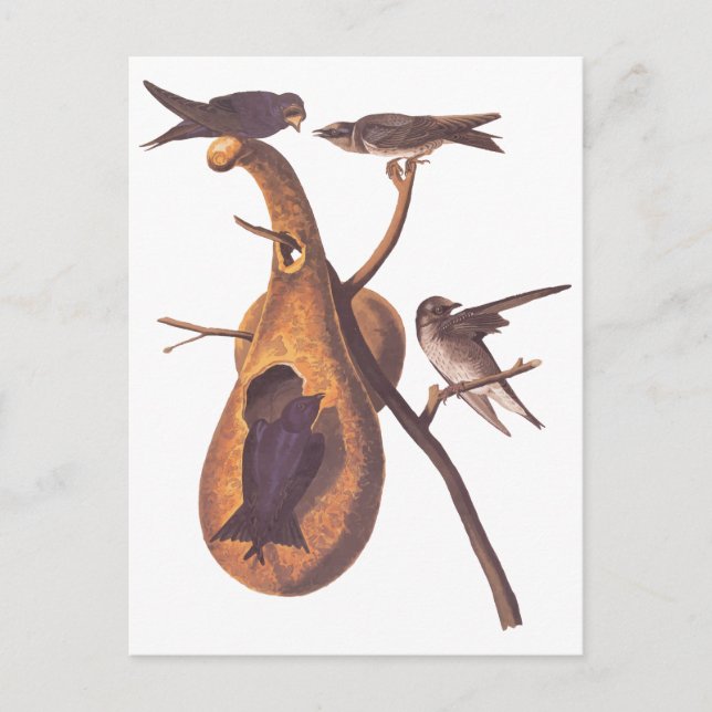Purple Martin Audubon Birds with Gourd Home Postcard (Front)