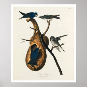 Purple Martin by Audubon Poster