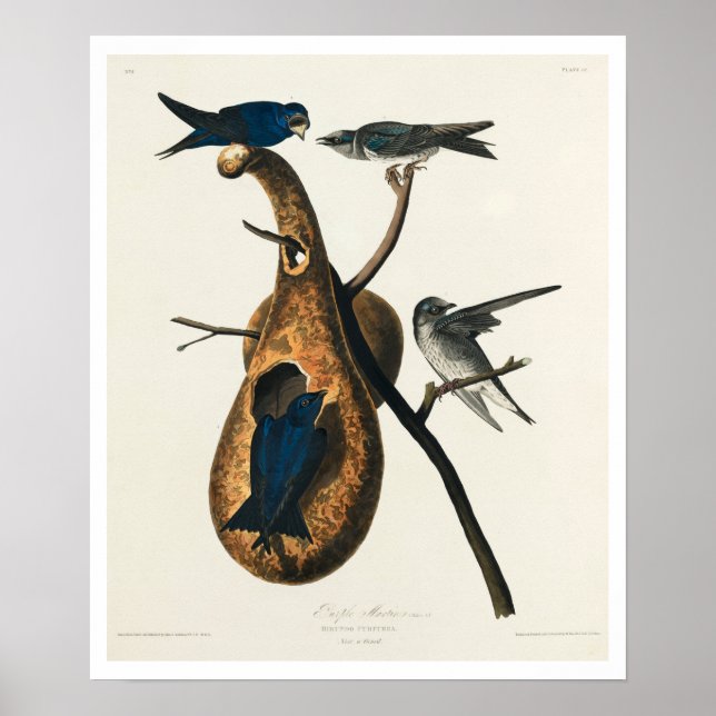 Purple Martin by Audubon Poster (Front)