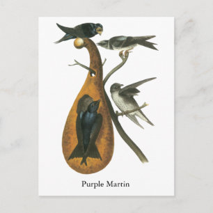 Purple Martin, John Audobon Postcard