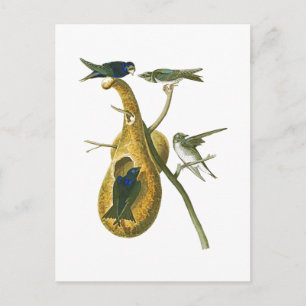 Purple Martin John James Audubon Birds of America Postcard