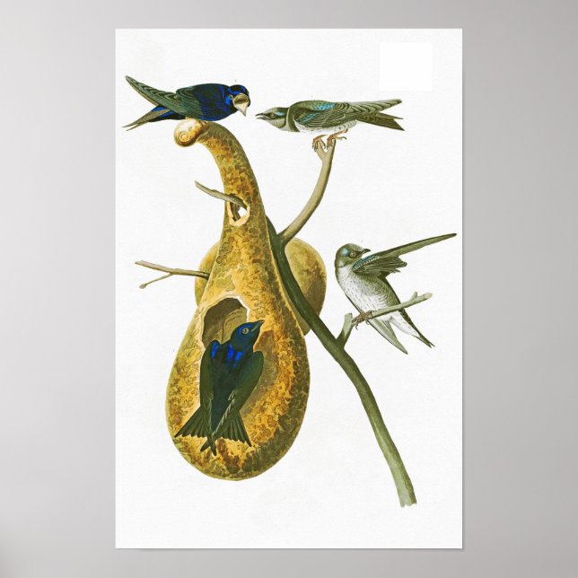 Purple Martin John James Audubon Birds of America Poster (Front)