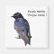 Purple Martin