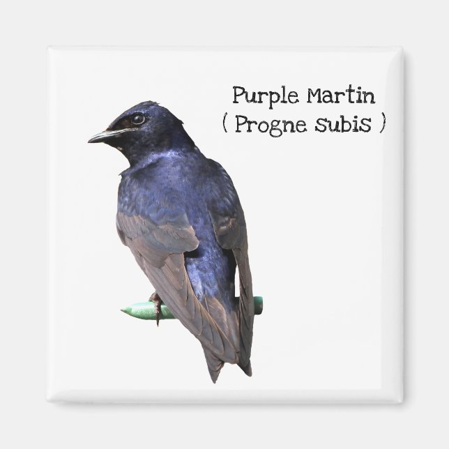 Purple Martin Magnet (Front)
