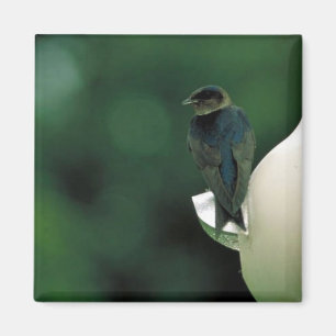 Purple martin magnet