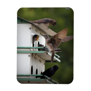 Purple Martin Mates Magnet