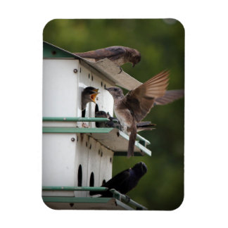 Purple Martin Mates Magnet