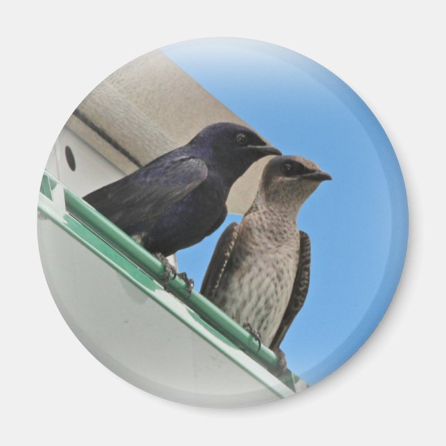Purple Martin Mates Magnet (Front)