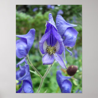 Purple Monkshood Wildflowers Poster