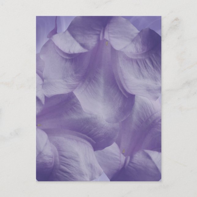 Purple Moon Flower Petals Postcard (Front)