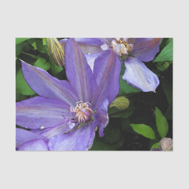 Purple Morning Glory Flower Decoupage Tissue Paper (Front)