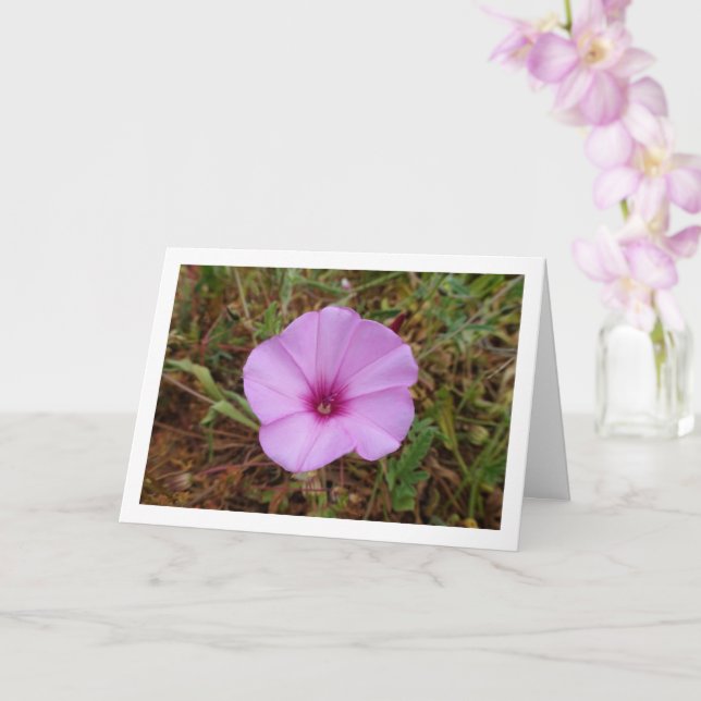 Purple Morning Glory, Mallow Bindweed Wildflower Card (Orchid)