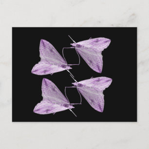 Purple Moth Art Postcard