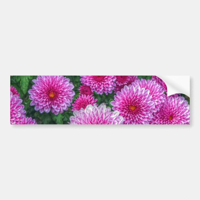 Purple Mums Bumper Sticker (Front)