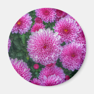 Purple Mums Magnet