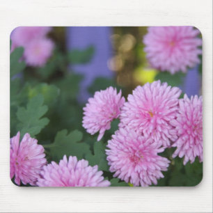 purple Mums Mouse Pad