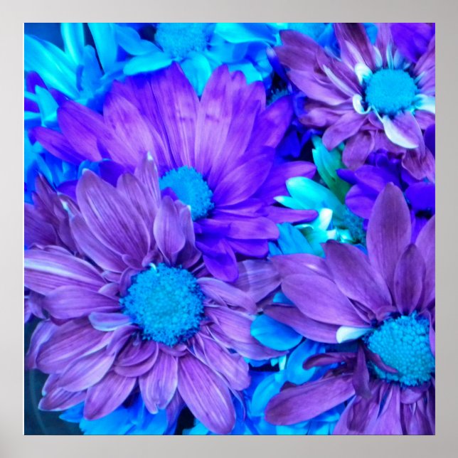 Purple N Turquoise Daisies  Poster (Front)