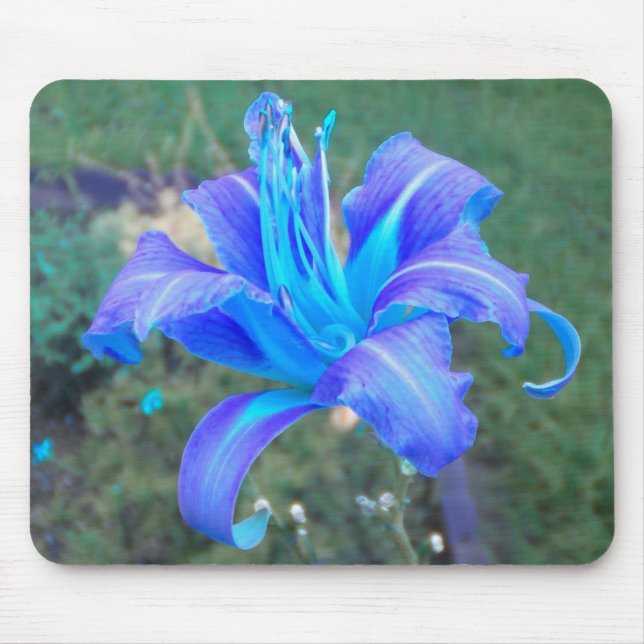 Purple N  Turquoise Daylily Mousepad (Front)