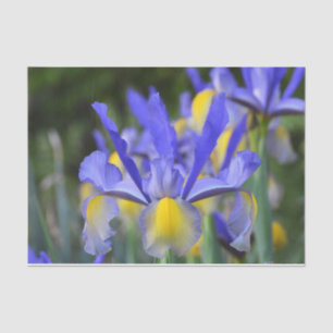 Purple N Yellow Iris Tissue Paper