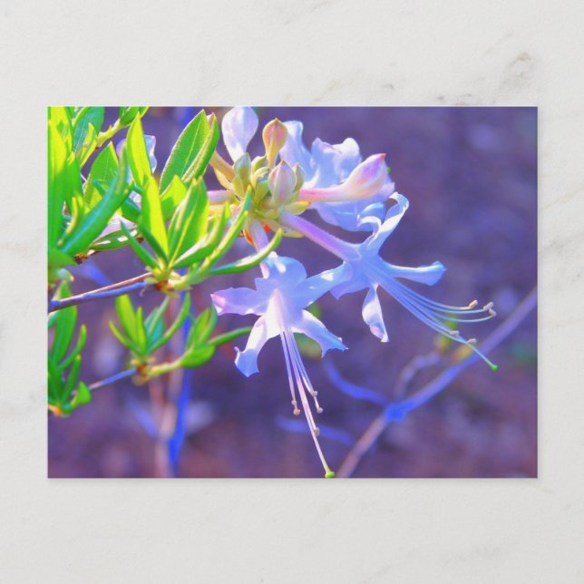 Purple Neon Postcard (Front)