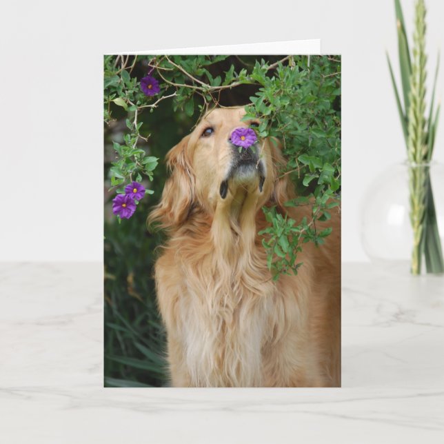 Purple Nose Card (Front)