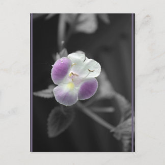 Purple on Black Postcard