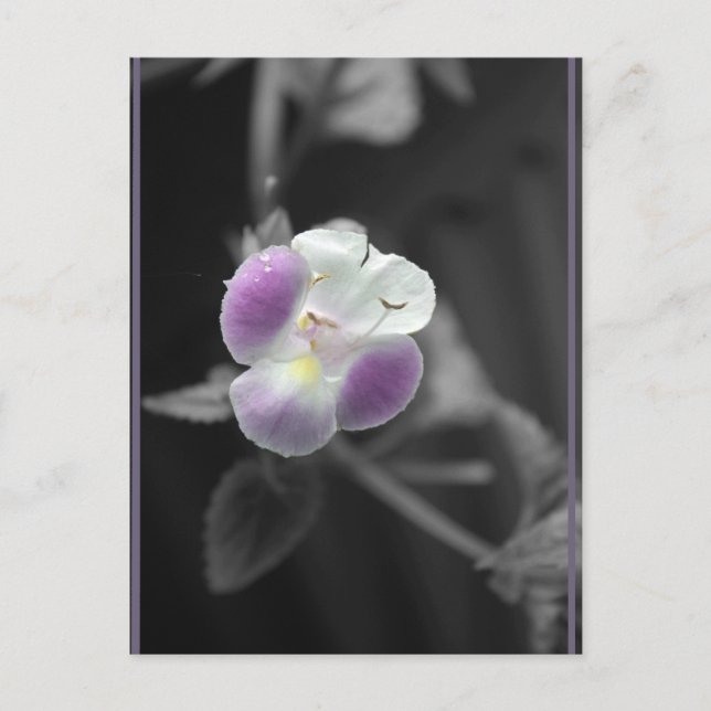 Purple on Black Postcard (Front)