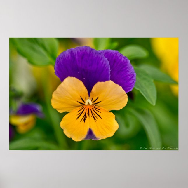 Purple & Orange Sorbet Pansy Poster (Front)