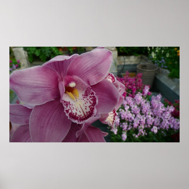 Purple Orchid and Garden Colourful Botanical Poster (Front)