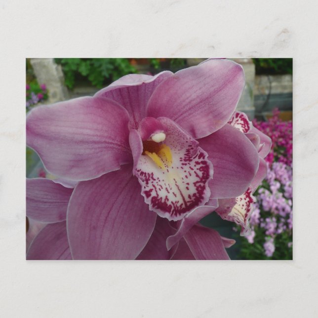Purple Orchid and Garden Colourful Floral Postcard (Front)