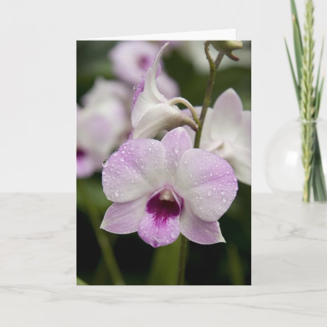 Purple Orchid Blank Card (Front)