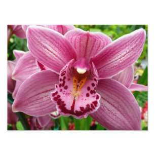 Purple Orchid Elegant Floral Photo Print