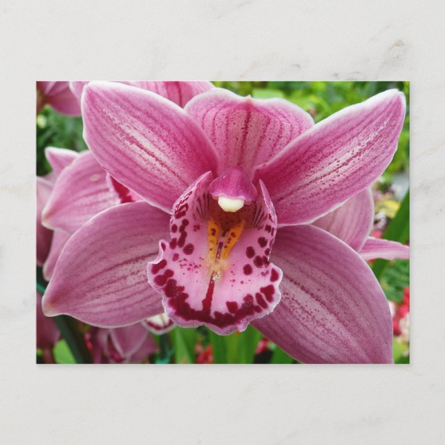Purple Orchid Elegant Floral Postcard (Front)