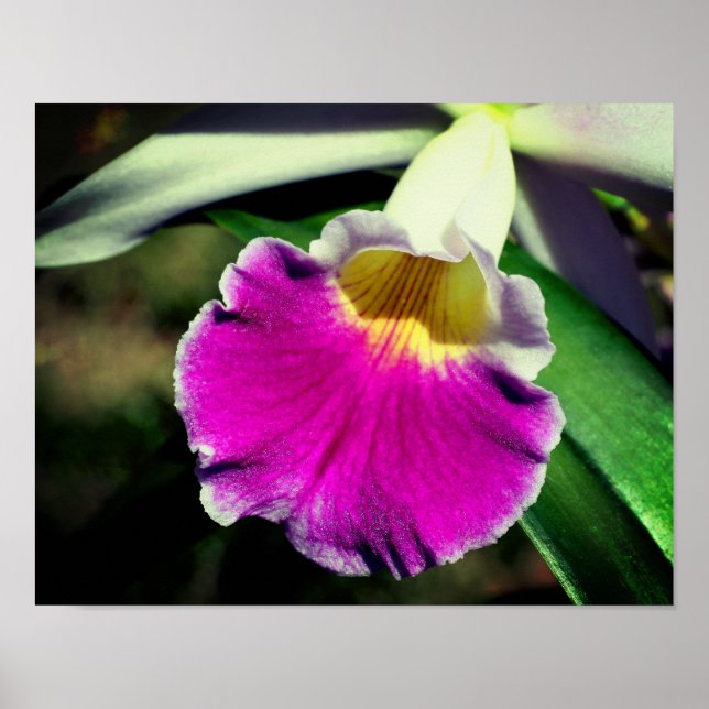 Purple Orchid Flower Centre Close Up Poster (Front)