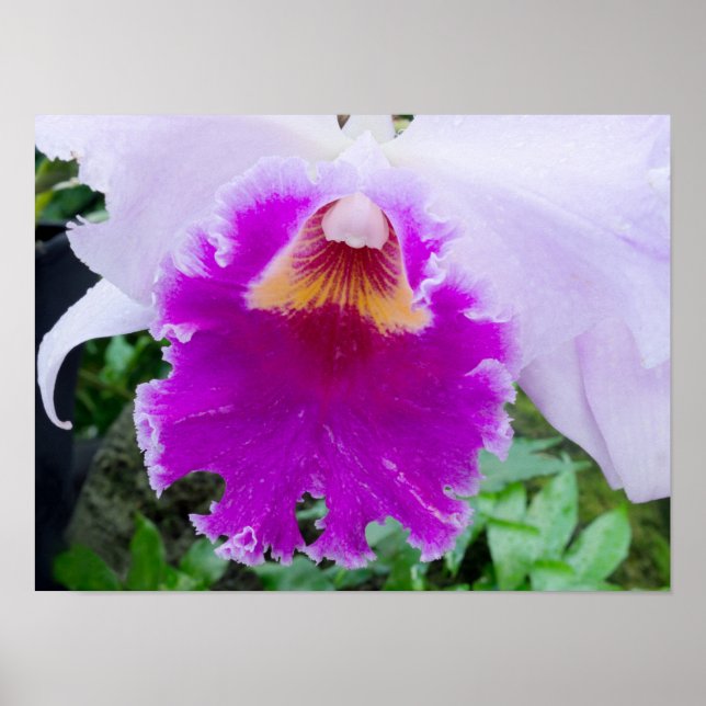purple orchid flower poster (Front)