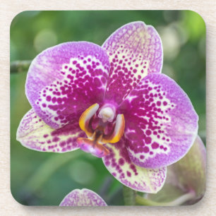 Purple orchid hard plastic coasters