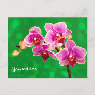 Purple Orchid on Green Postcard