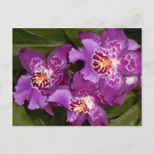 Purple Orchid Postcard