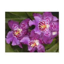 Purple Orchid