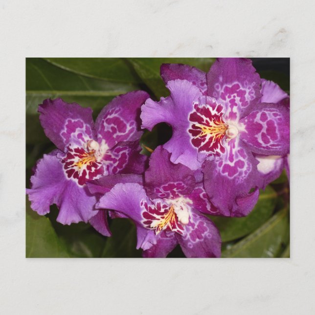 Purple Orchid Postcard (Front)