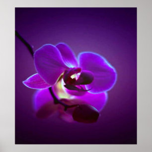 Purple Orchid Poster